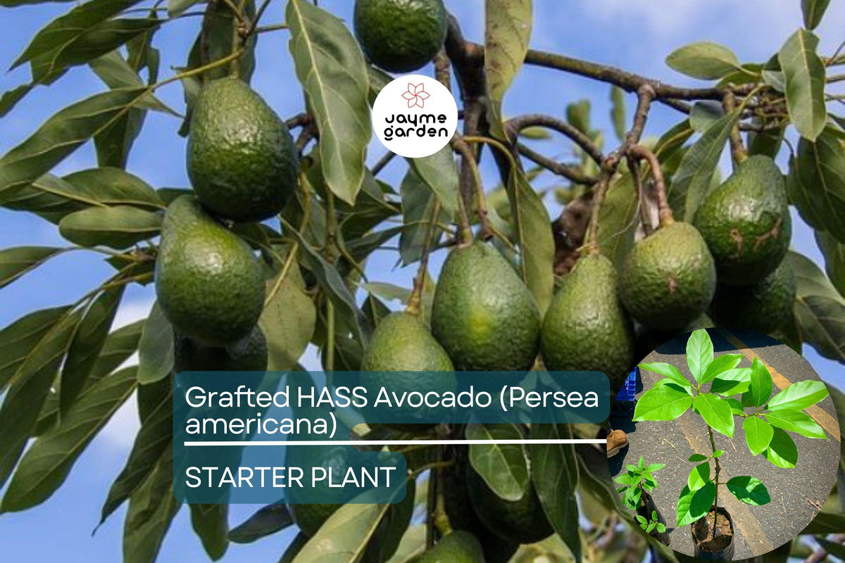 Grafted Hass Avocado Tree 12”-24” | Persea americana | Easy to Grow Tropical Fruit Plant for Home Gardens