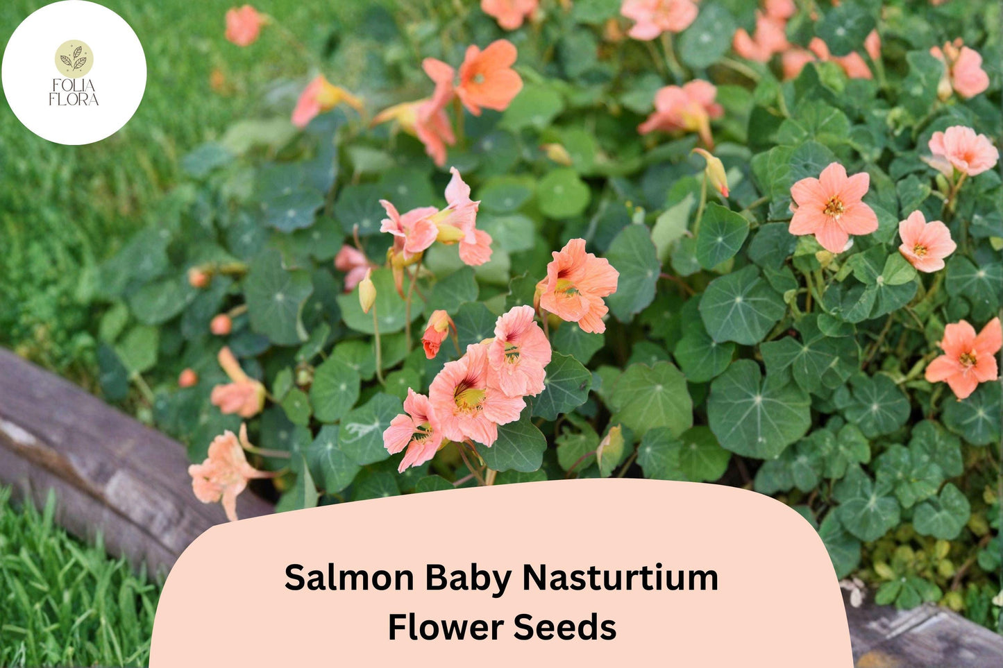 50+ Salmon Baby Nasturtium Seeds | Compact Tropaeolum majus with Soft Salmon-Pink Blooms