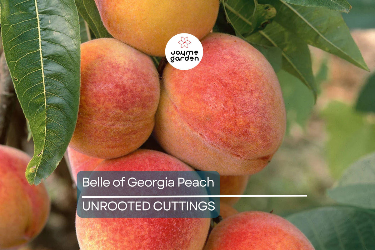 Fresh Belle of Georgia Peach Cutting | Prunus Persica | High-Yield Fruit Tree | Zone 6 | Edible Garden Plant