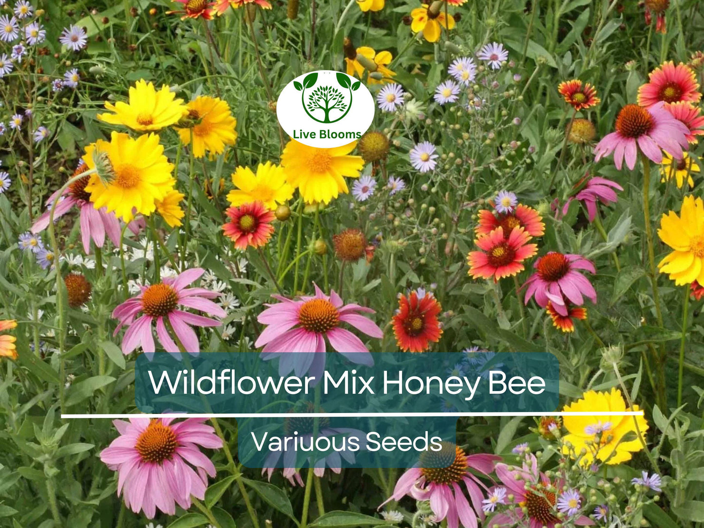 500 Seeds Wildflower Mix for Honey Bees - Heirloom, Non-GMO, Pollinator-Friendly Garden Flowers