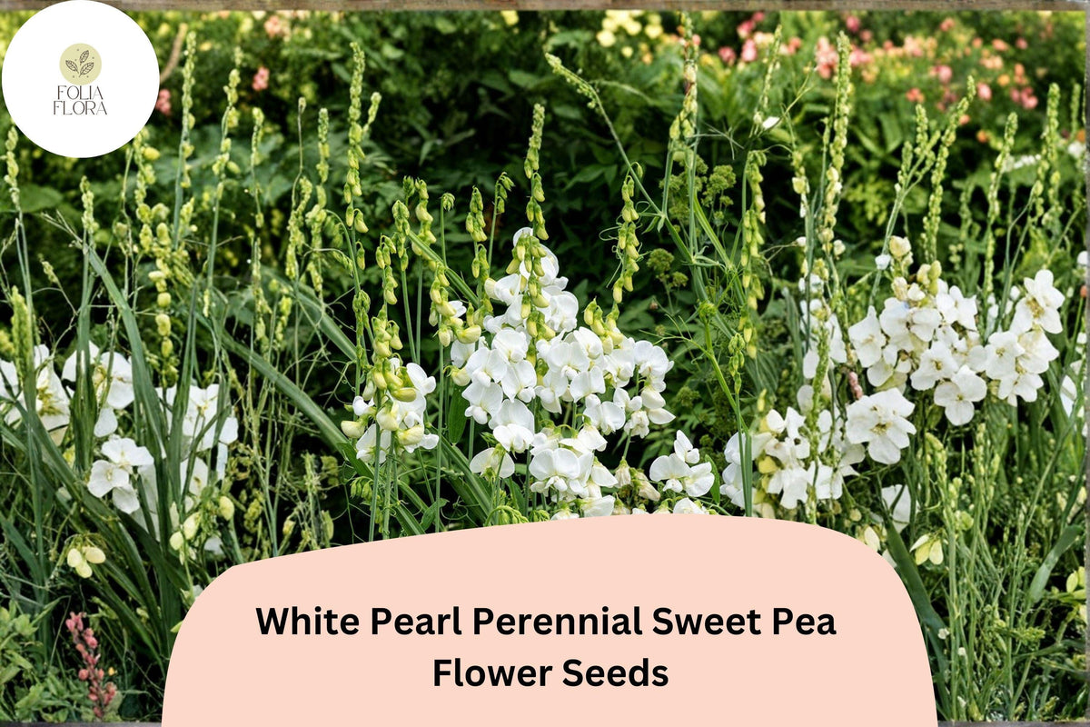 50+ White Pearl Perennial Sweet Pea Seeds | Lathyrus latifolius | Hardy Climbing Vine for Trellises and Gardens
