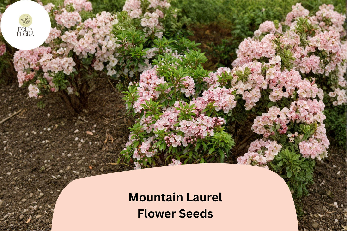 Mountain Laurel Seeds – 100 Kalmia latifolia Native Evergreen Shrub for Woodland Gardens