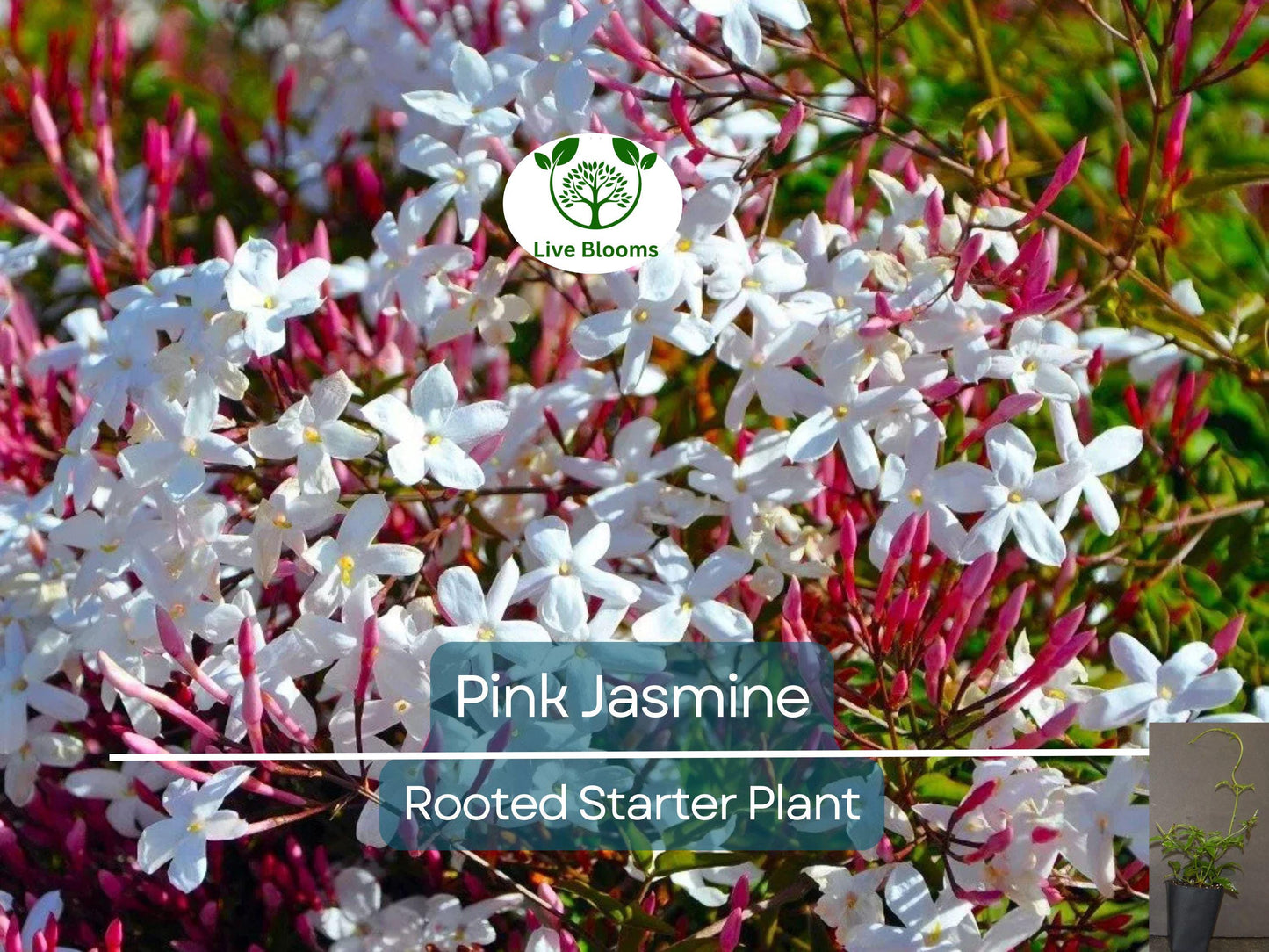 Pink Jasmine Jasminum Polyanthum Rooted Starter Plant - Fragrant Pink Flowering Vine for Garden Trellises