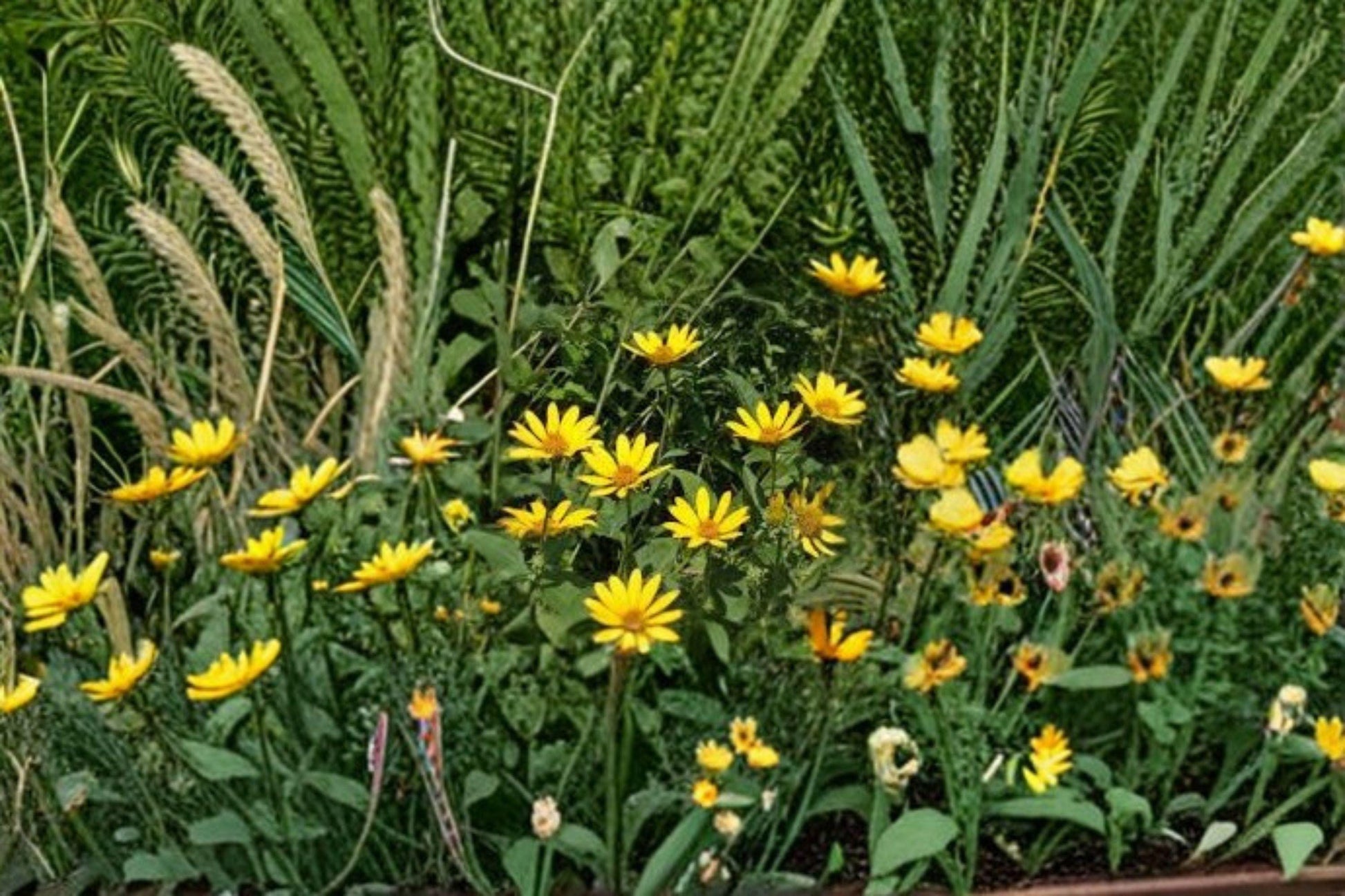 Early Sunflower Seeds 250mg | Fast-Growing Helianthus annuus for Pollinator Gardens & Cut Flowers