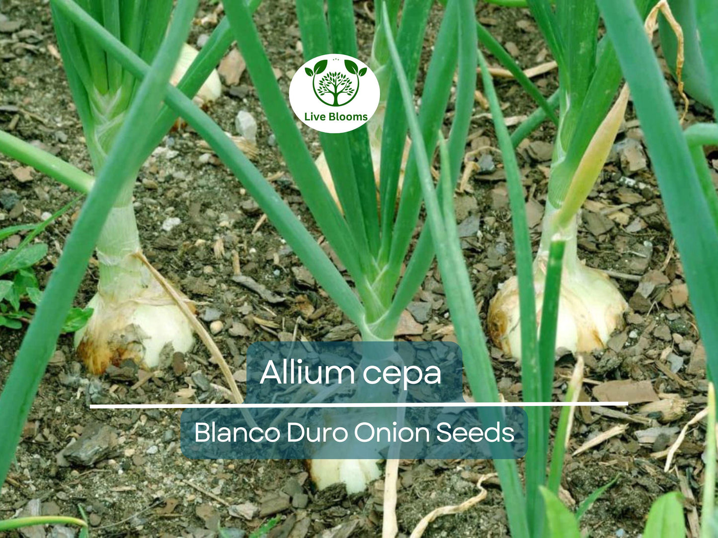 250 mg Blanco Duro Onion Seeds - Heirloom Allium cepa for Mild Flavor & Crisp Texture