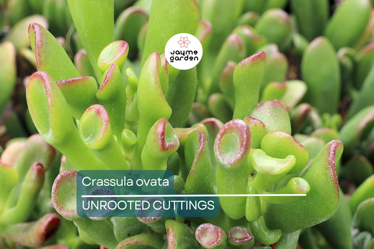 Jade Plant Cuttings | 2 Unrooted 3-5" Crassula ovata | Easy Care Succulent | Lucky Money Tree for Indoor Propagation
