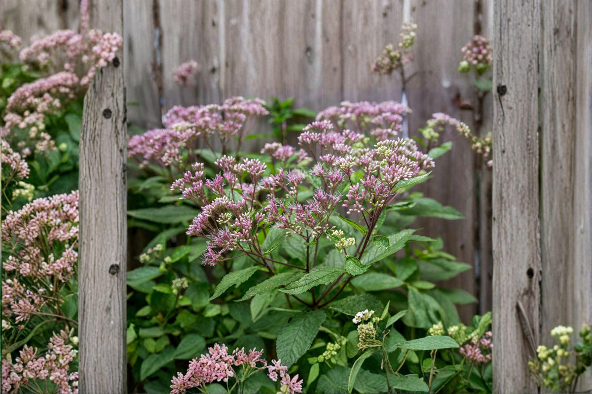 100 Seeds Sweet Scented Joe Pye Weed Purple Eutrochium purpureum Native Pollinator Wildflower Garden Plant