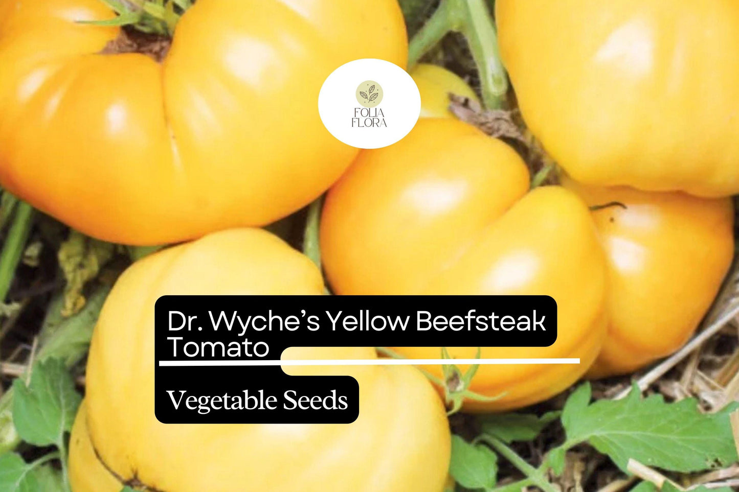30 Dr. Wyche’s Yellow Tomato Seeds – Heirloom Beefsteak, High-Yielding, Sweet Low-Acid Tomatoes