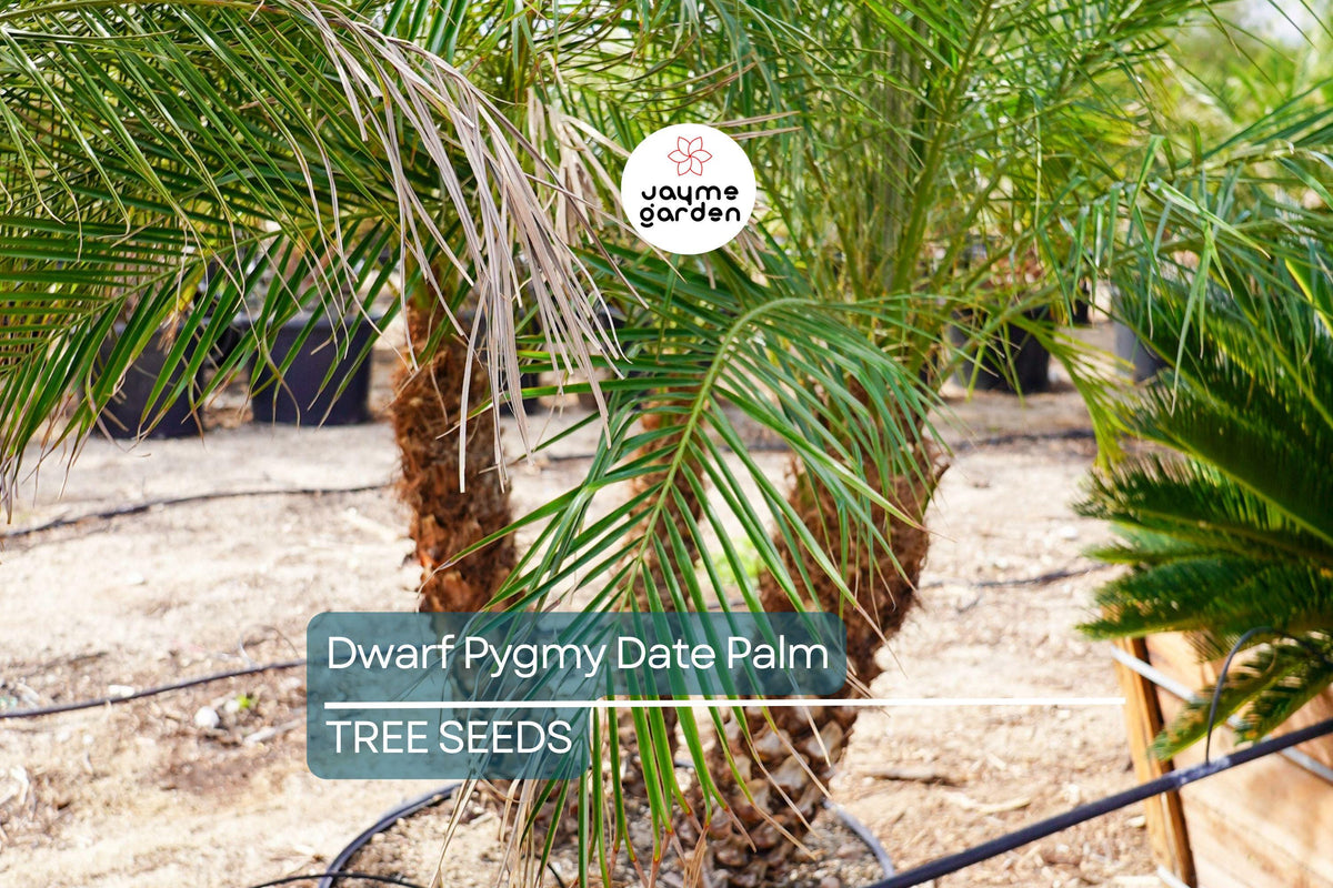 Dwarf Pygmy Date Palm Seeds - Phoenix roebelinii - Indoor Houseplant - Subtropical Palm - Tropical Container Plant
