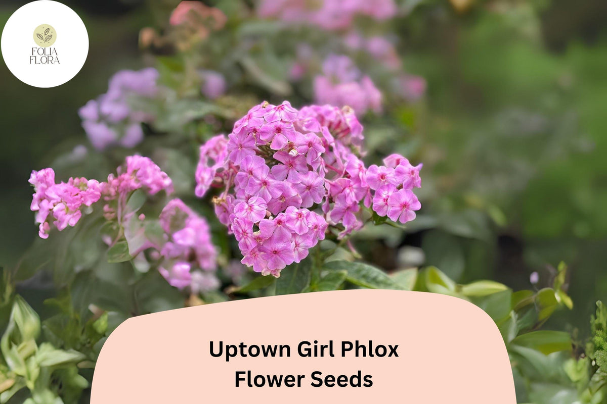Uptown Girl Phlox Seeds - 100+ Perennial Pink Blooms with Dark Eyes - Phlox paniculata, Attracts Butterflies and Hummingbirds