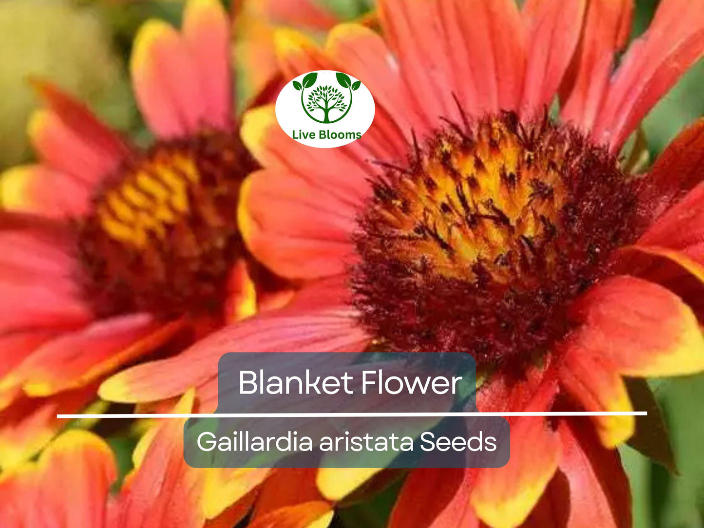 200 Seeds Blanket Flower Gaillardia - Perennial Native Wildflower, Drought Tolerant, Non-GMO
