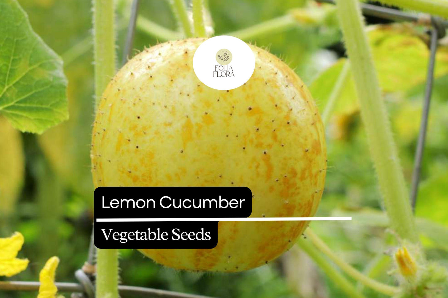 50 Seeds Lemon Cucumber (Cucumis sativus) – Crisp, Mildly Sweet Yellow Cucumbers for Gardens