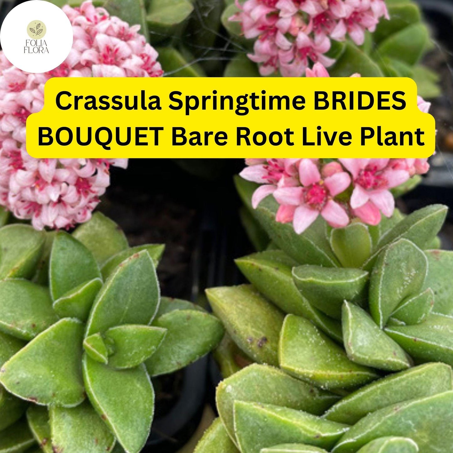Crassula ‘Springtime’ Bride’s Bouquet | Bare Root Live Succulent with Pink Spring Blooms