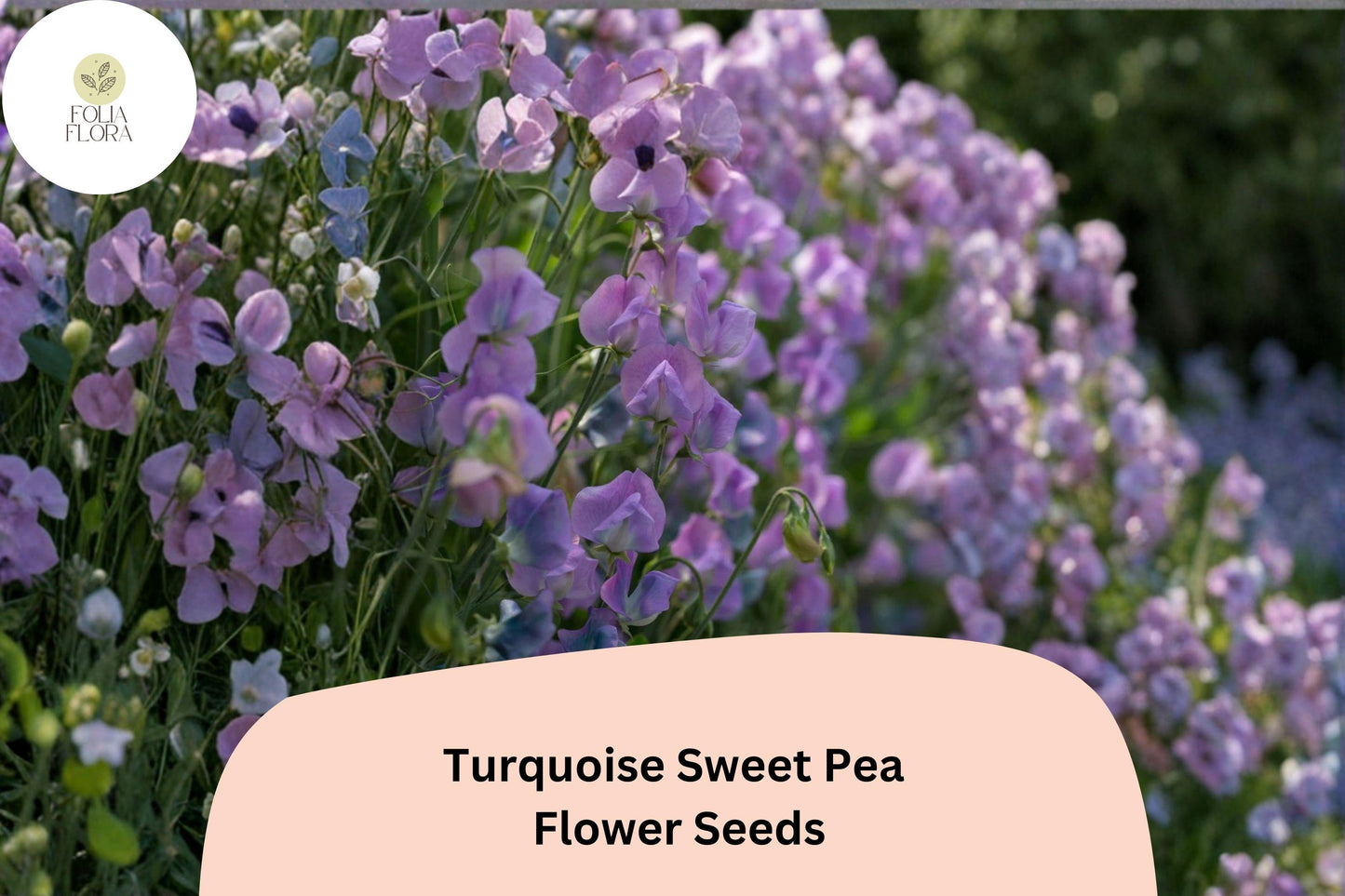 50+ Turquoise Lagoon Semi-Dwarf Sweet Pea Seeds | Purple-Pink Compact Climbing Flowers for Gardens