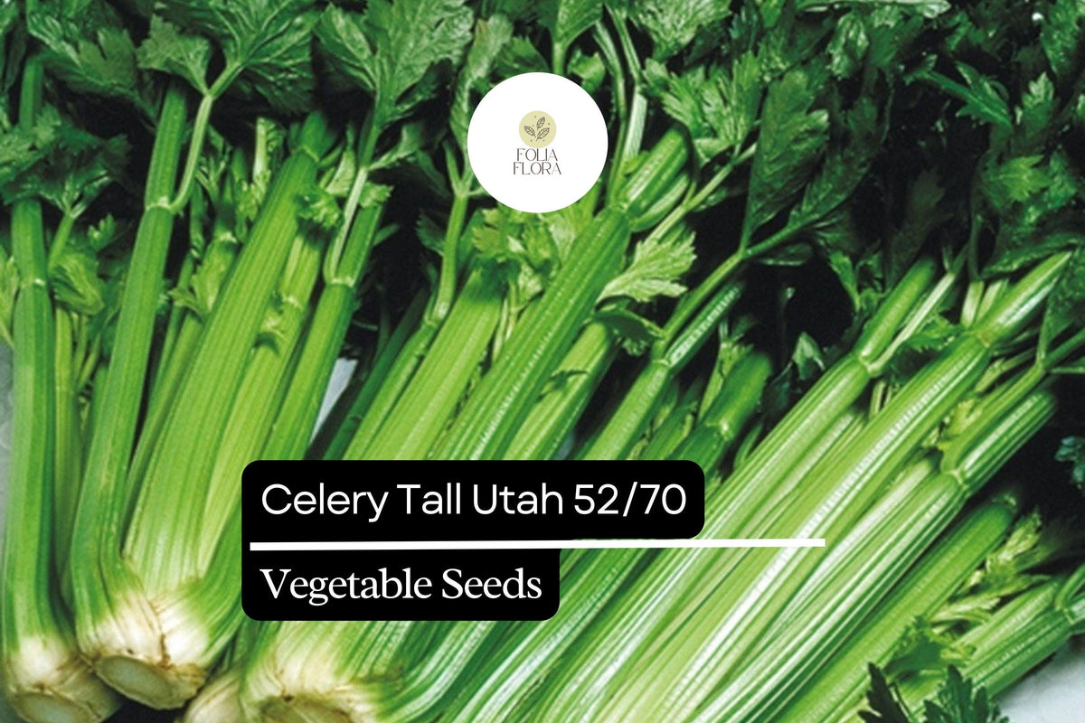Celery Seeds 500 Count - Tall Utah 52/70 Heirloom, Sweet & Crisp, Apium graveolens for Gardens & Containers