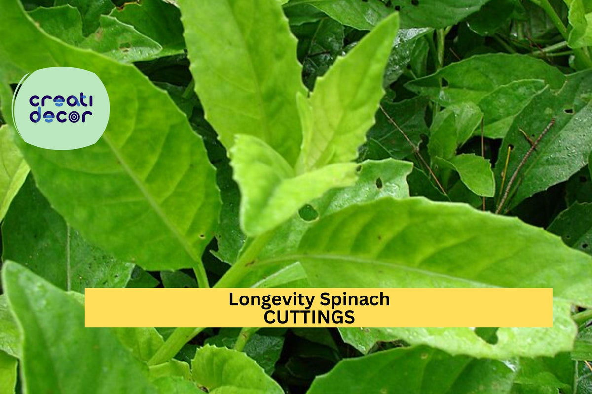 6 Longevity Spinach Cuttings | Gynura procumbens Starter Plants | Fast Growing Edible Green for Zone 9+