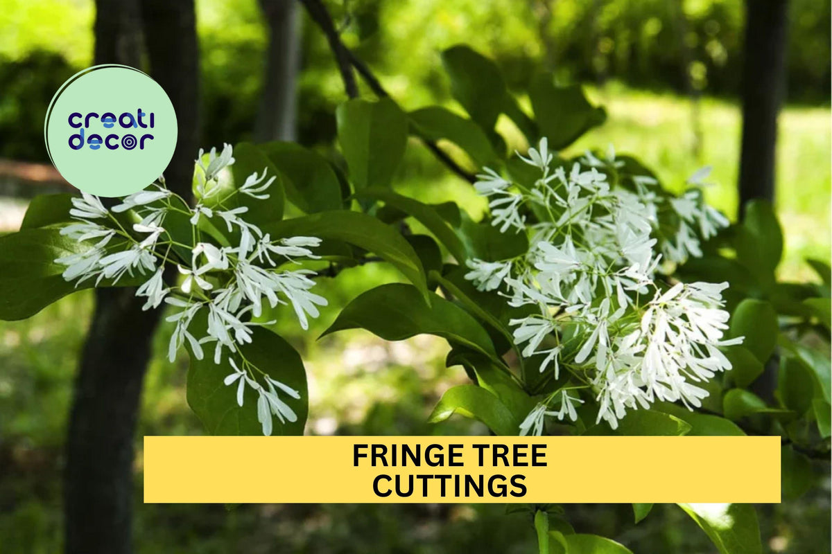 Fringe Tree Cuttings | 5 Unrooted White Flowering Cuttings | Chionanthus Virginicus | Rare Native US Plant for Landscapes