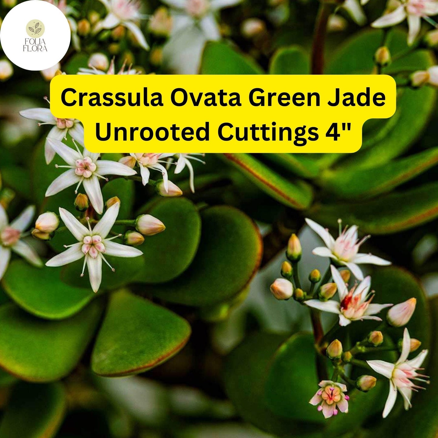 Crassula Ovata ‘Green Jade’ 3 Unrooted 4” Cuttings | Easy-Care Money Tree Succulent for Bonsai & Indoor Gardening