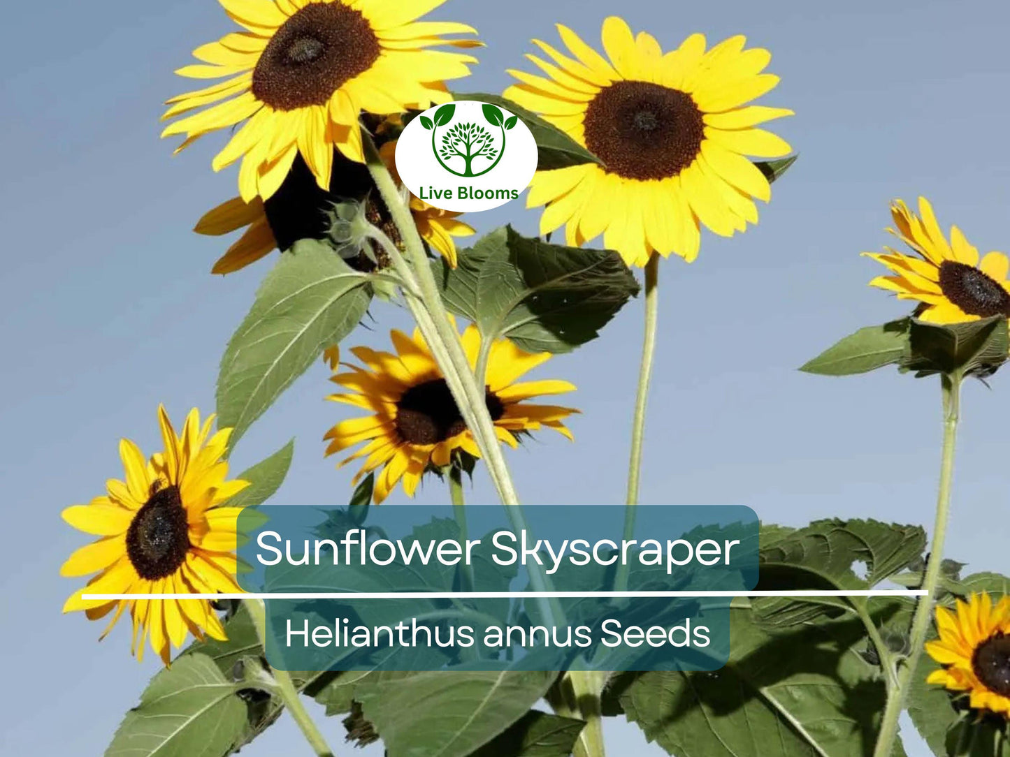 25 Seeds Sunflower Skyscraper - 144" Tall Giant Heirloom Non-GMO Edible Flowers for Gardens & Pollinators