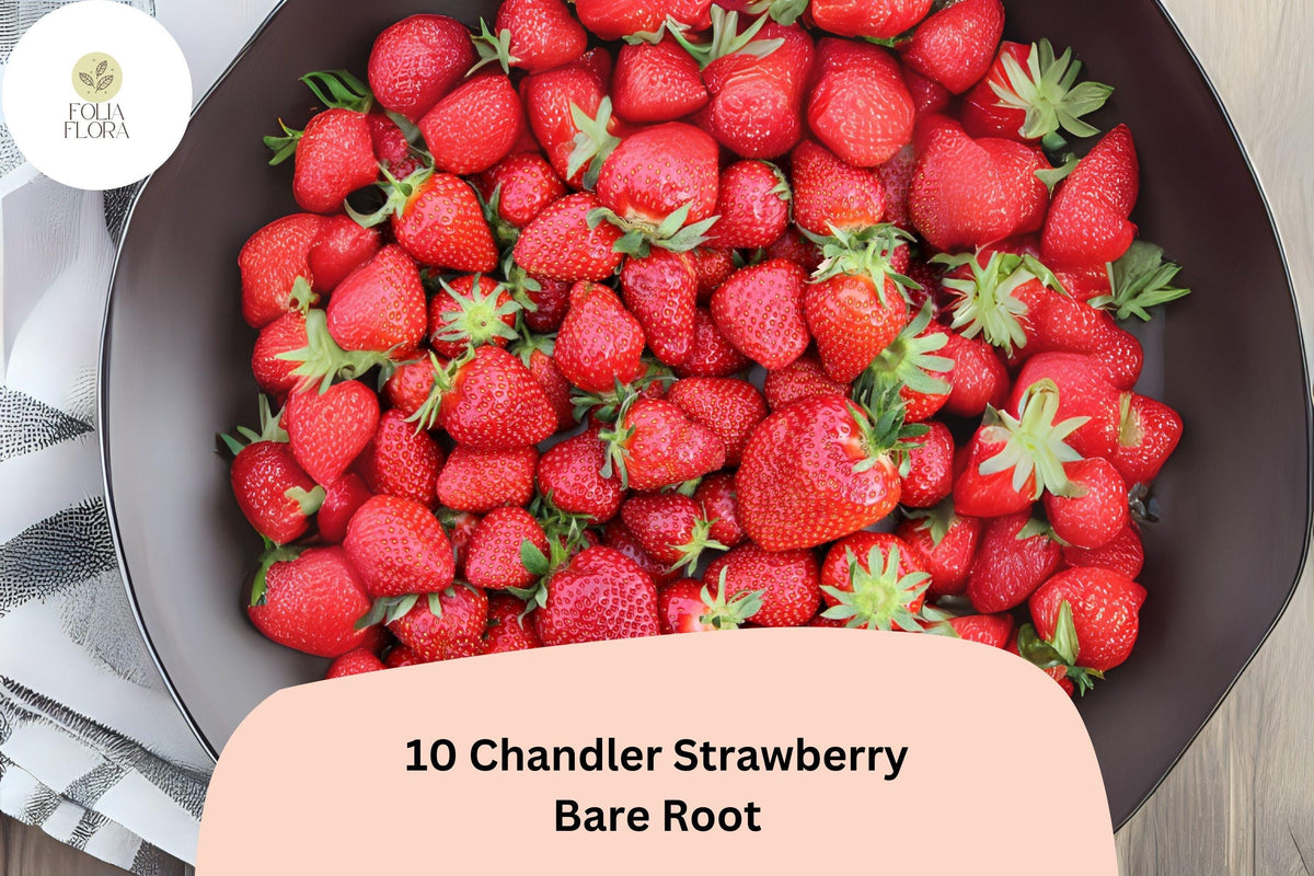 Chandler Strawberry Plants | 10 Live Bare Root | June Bearing | Fragaria × ananassa | Sweet Red Berries for Gardens