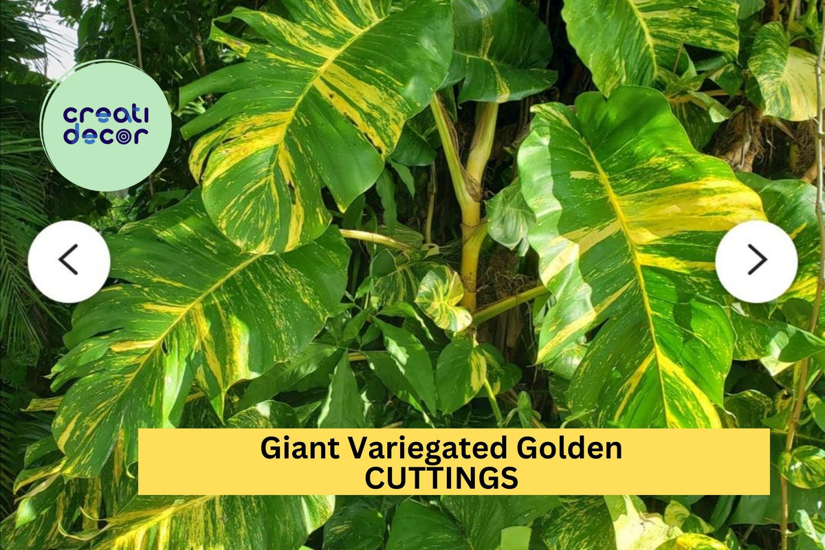 Rooted Golden Hawaiian Pothos Cuttings - Set of 5 Variegated Epipremnum aureum 'Hawaiian' - Indoor Jungle Plants for Hanging Baskets