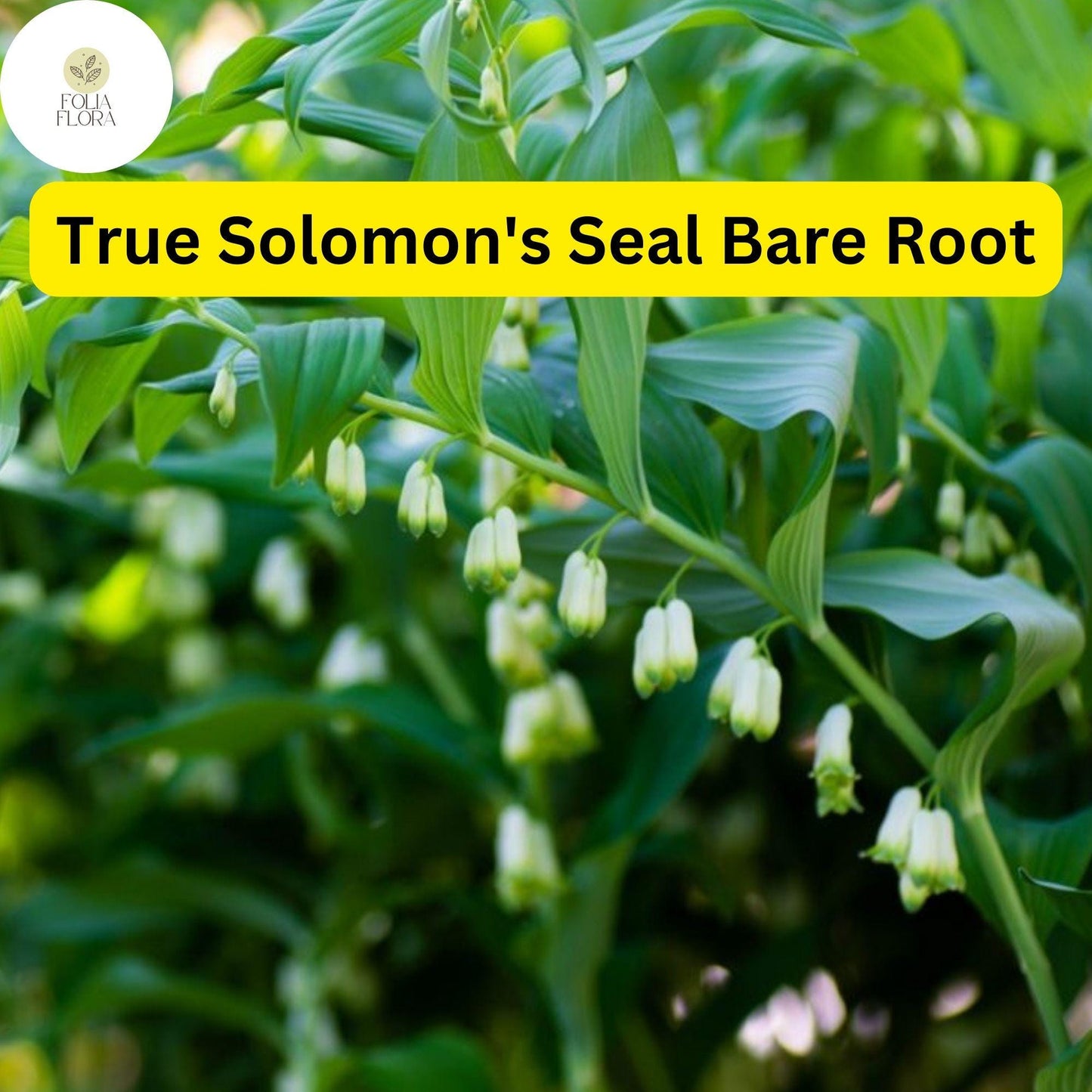 5 True Solomon's Seal Plants (Polygonatum biflorum) - Shade-Loving Bare Root Perennials for Woodland Gardens