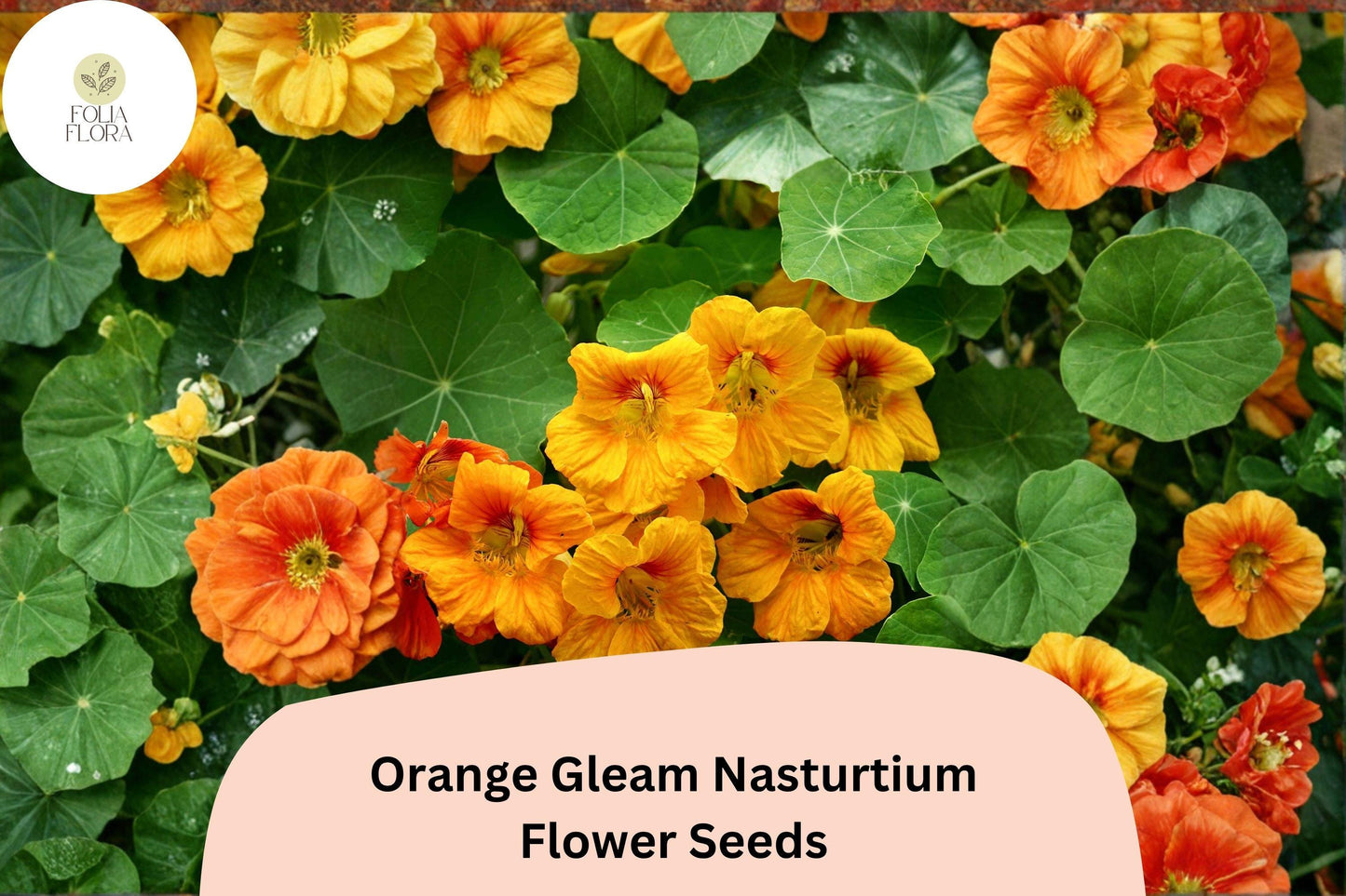 50+ Orange Gleam Nasturtium Seeds | Bright Orange Semi-Trailing Annual Flowers