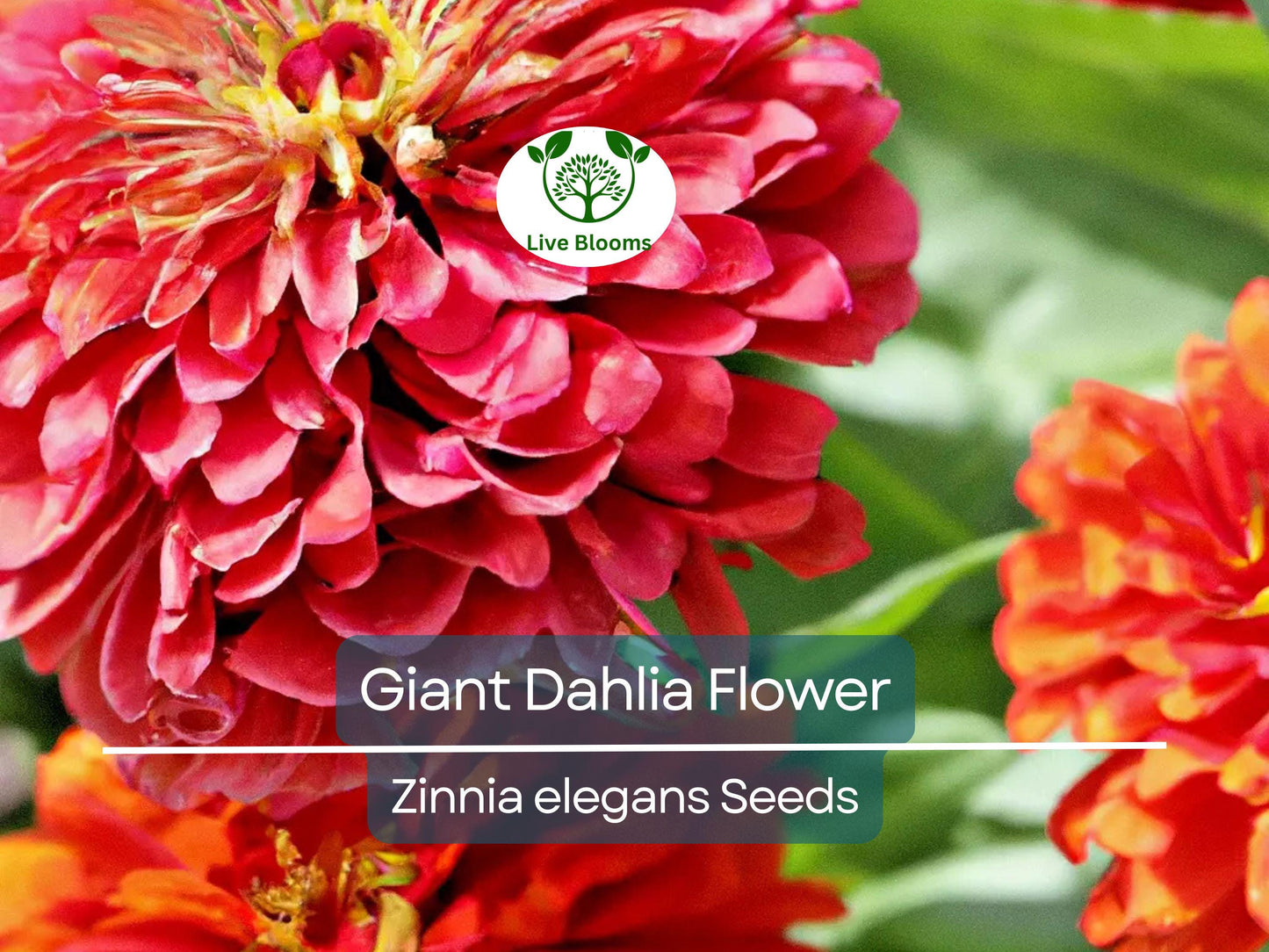 500 Giant Dahlia Flower Seeds California Giants Mix - Vibrant Zinnia elegans for Garden & Cut Flowers