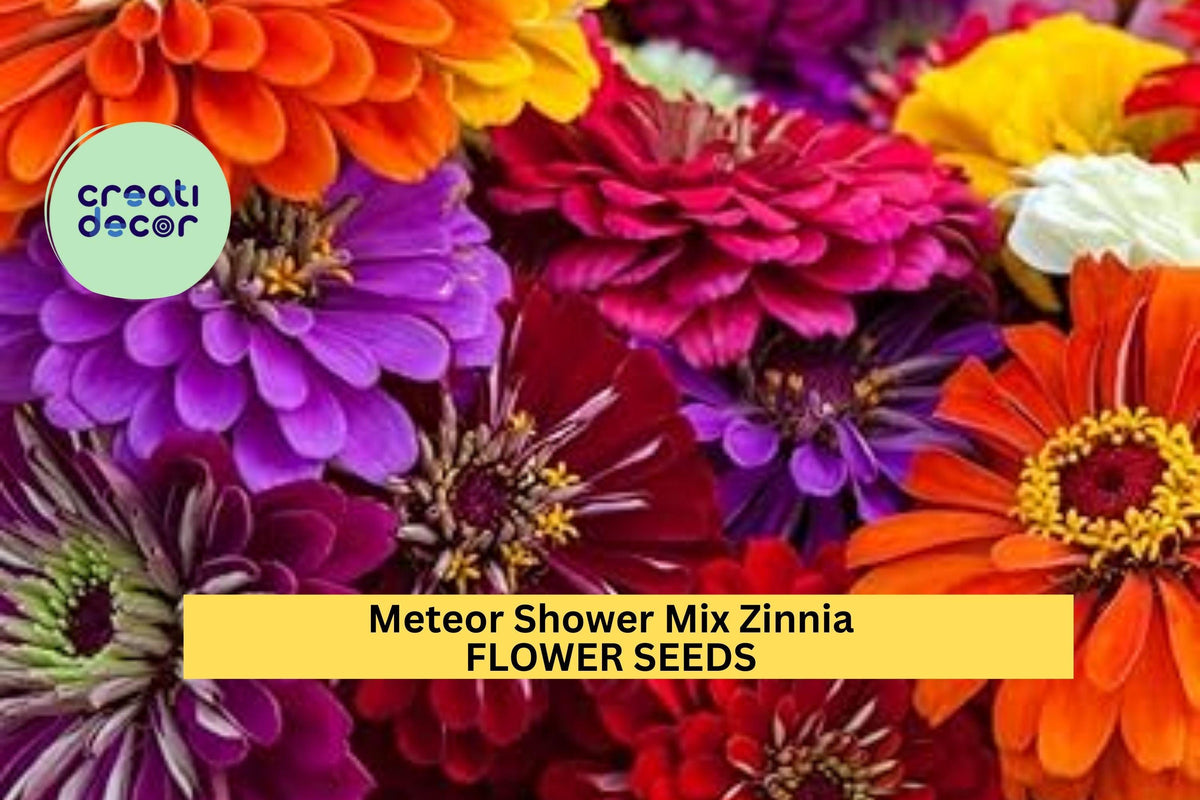 100+ Meteor Shower Zinnia Seeds – Mixed Color Double Blooms for Full Sun Gardens