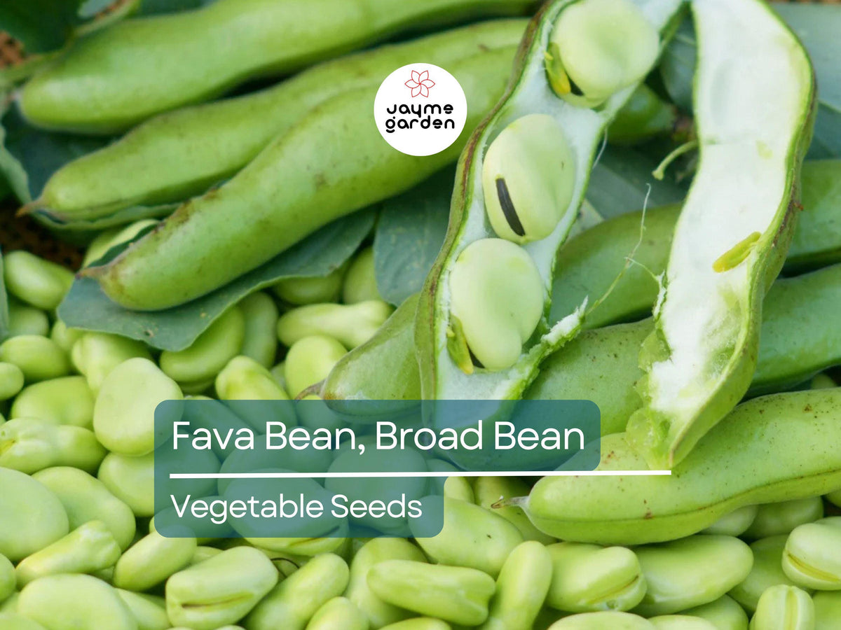 Fava Bean Seeds 5g - Heirloom Non-GMO Broad Beans - High-Yield Protein-Rich Vicia faba for Garden Beds & Raised Beds