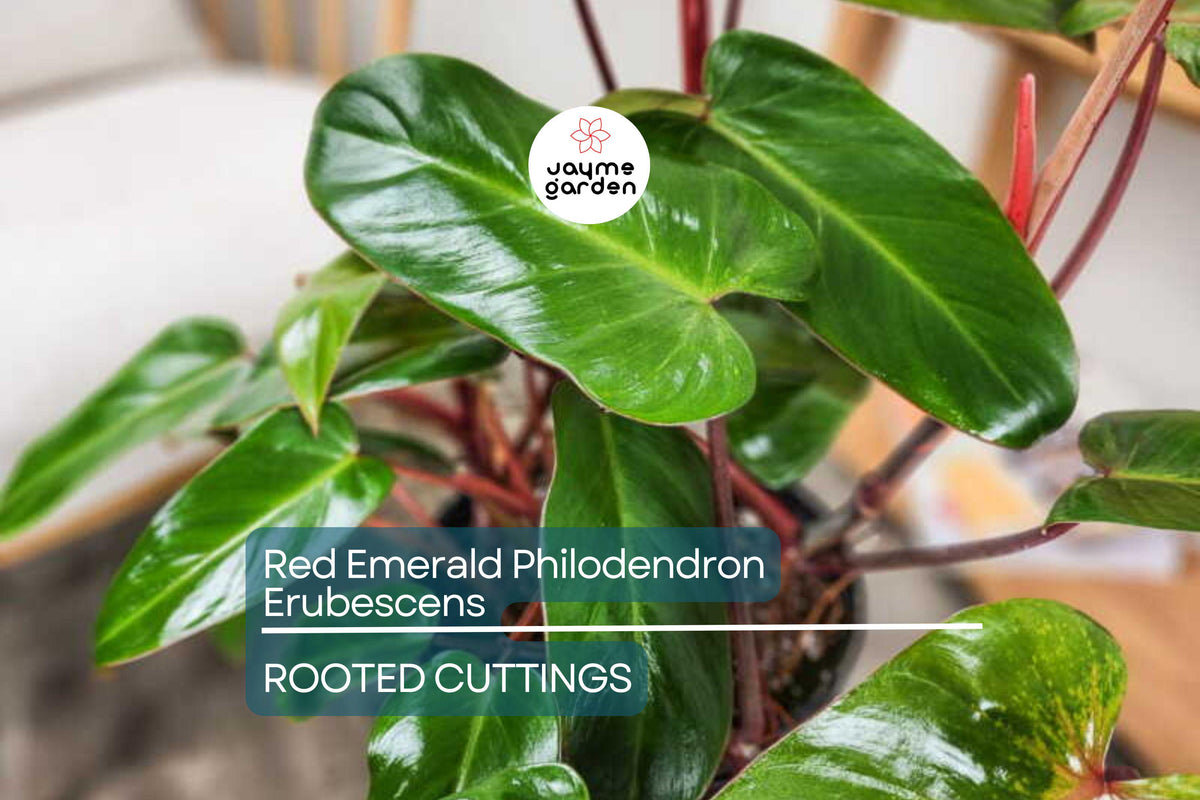 Red Emerald Philodendron Plant - 17" Climbing Variety - Philodendron Erubescens - Indoor Humidity-Loving Houseplant