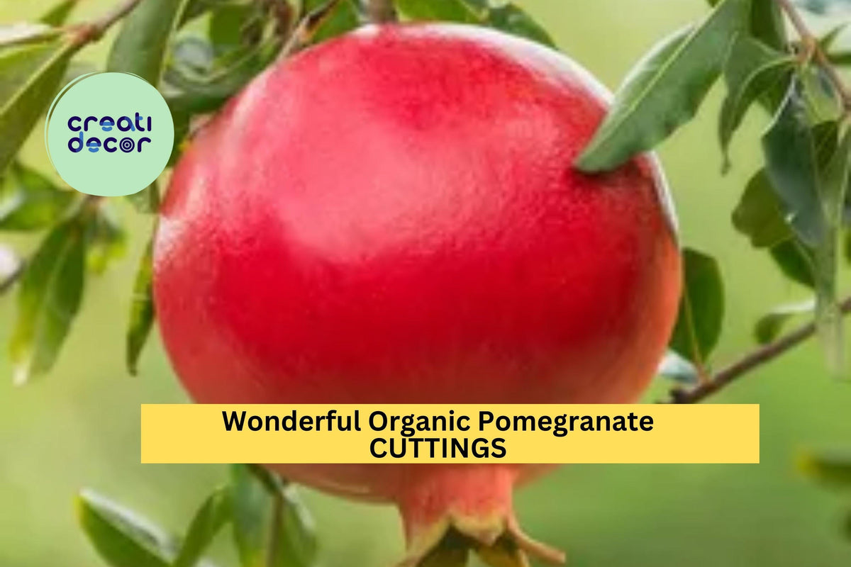 8 Organic Wonderful Pomegranate Cuttings | 9+ Inch Unrooted Punica Granatum Starters for Home Gardens