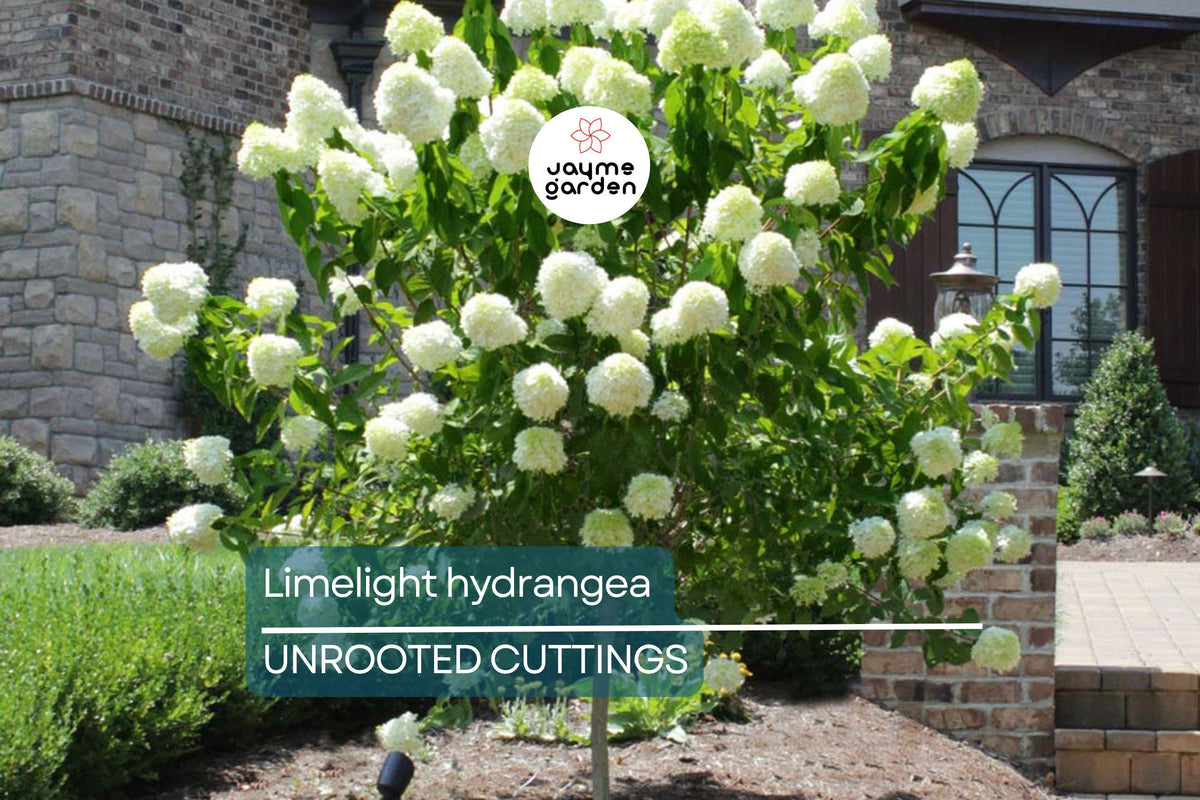 8 Unrooted Cuttings Limelight Hydrangea Paniculata | Fresh Clones for Rooting, Flowering Shrub, Live Plant Cuttings