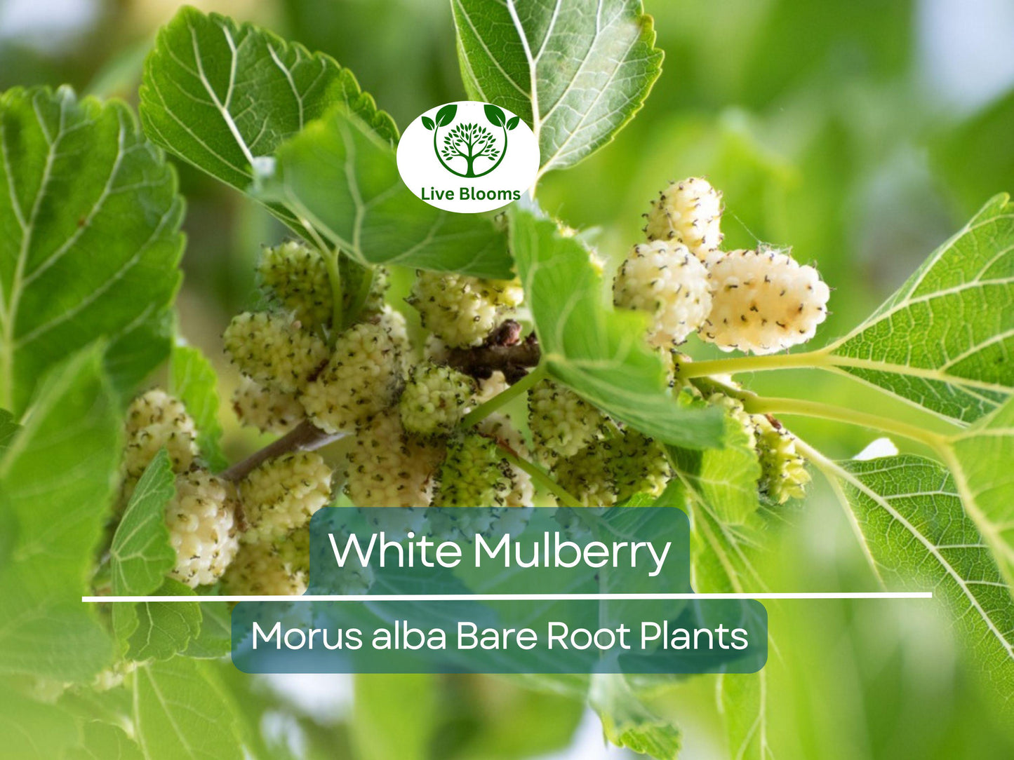 White Mulberry Tree Morus Alba Live Bare Root 1-2 Ft Fast Growing Fruit Tree for Garden