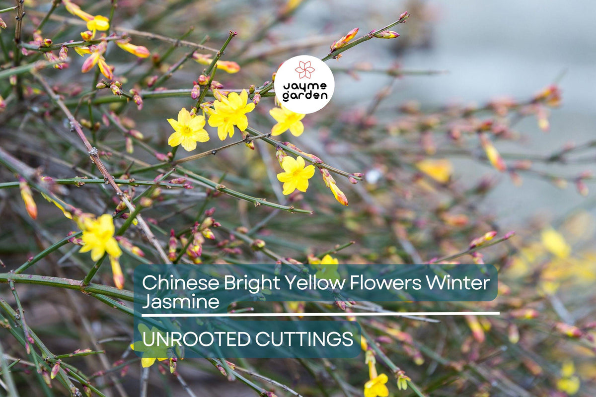5 Chinese Winter Jasmine Cuttings - 12”+ Bright Yellow Flowers - Fast-Growing Vine, Jasminum nudiflorum, Zone 6-10