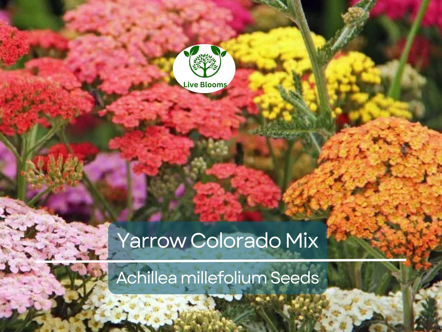 200 Seeds Yarrow Colorado Mix Perennial Wildflower - Non-GMO, Drought-Tolerant Xeriscaping