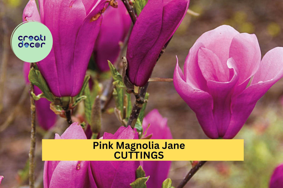 10 Pink Magnolia ‘Jane’ Cuttings – Compact Spring-Blooming Tree with Tulip-Shaped Flowers