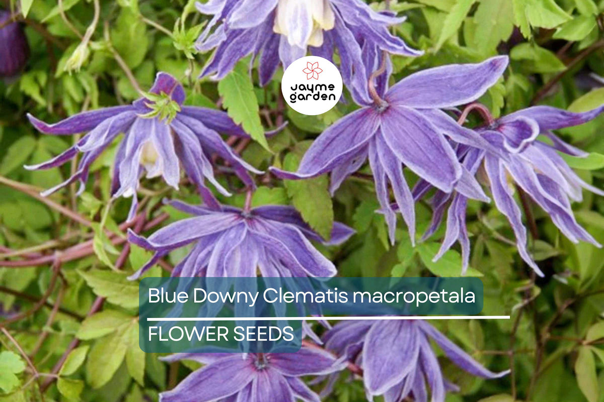 Blue Downy Clematis Seeds - 20 Hardy Climbing Vine Seeds (Clematis macropetala) - Lavender-Blue Flowers for Butterfly Gardens