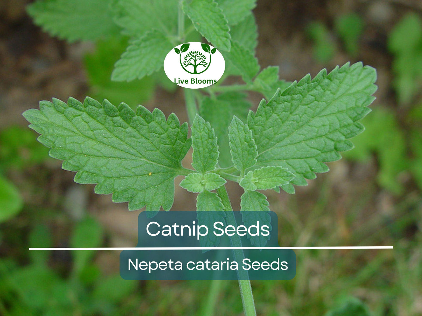 500 Catnip Seeds - Non-GMO Perennial Herb Nepeta cataria for Indoor & Outdoor Growing
