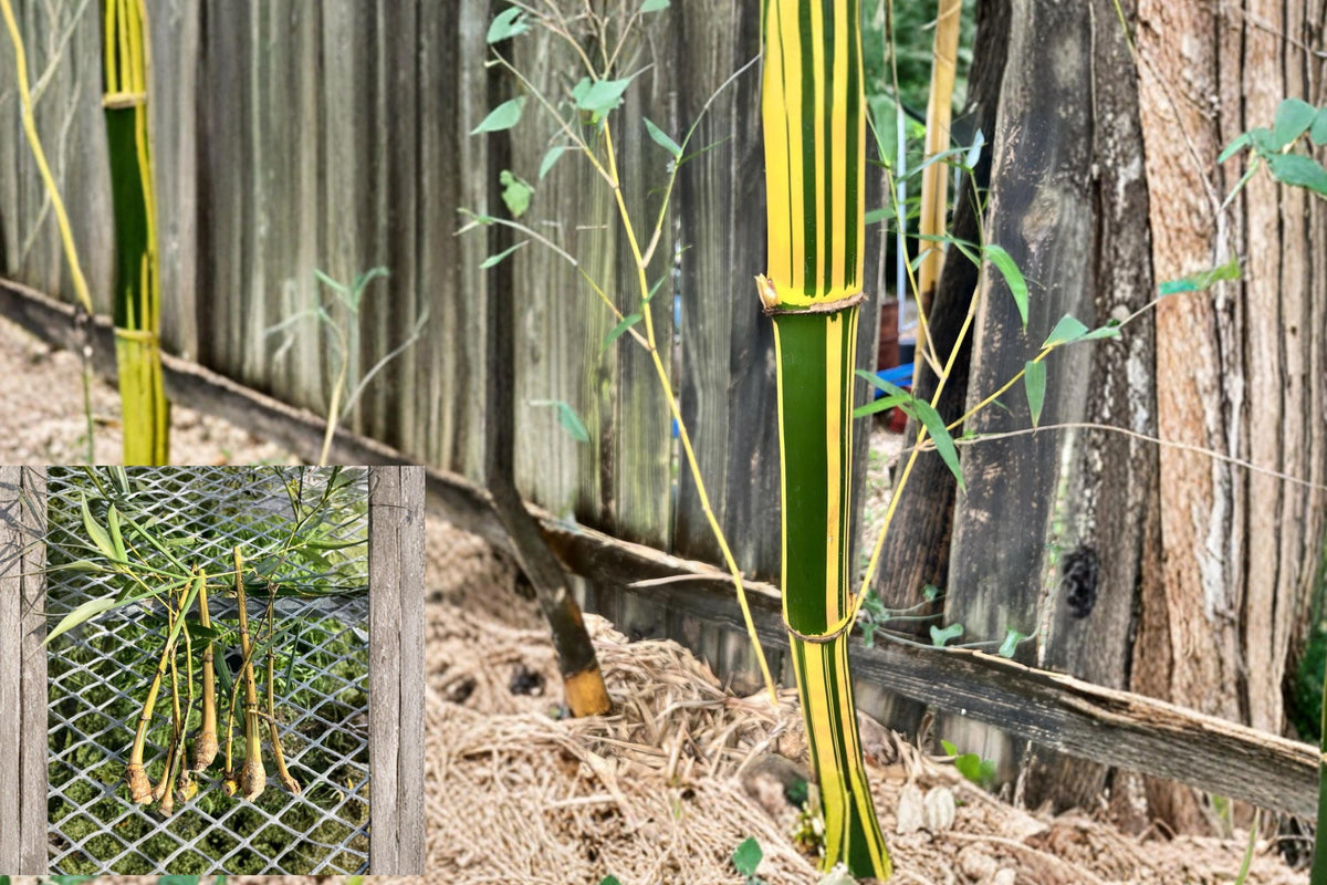Golden Hawaiian Bamboo Cuttings - 5 Unrooted Clumping Bamboo - Bambusa vulgaris - Tropical Ornamental Plant for Landscaping