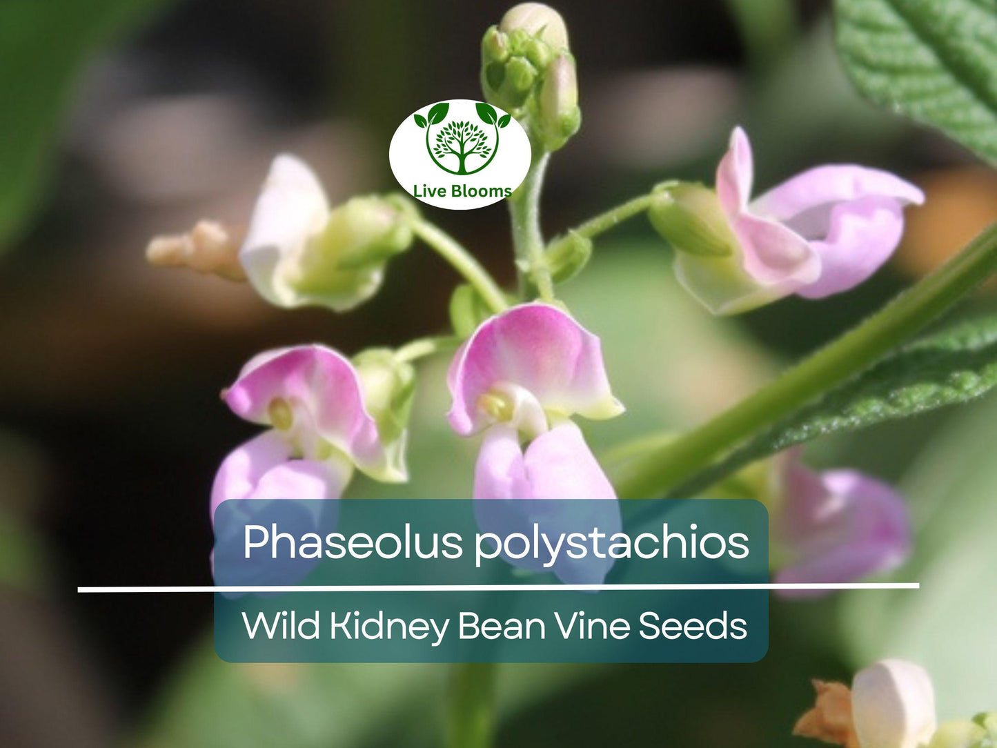 5 Seeds Phaseolus Polystachios Wild Kidney Bean Vine Hardy Climber Native Legume for Garden