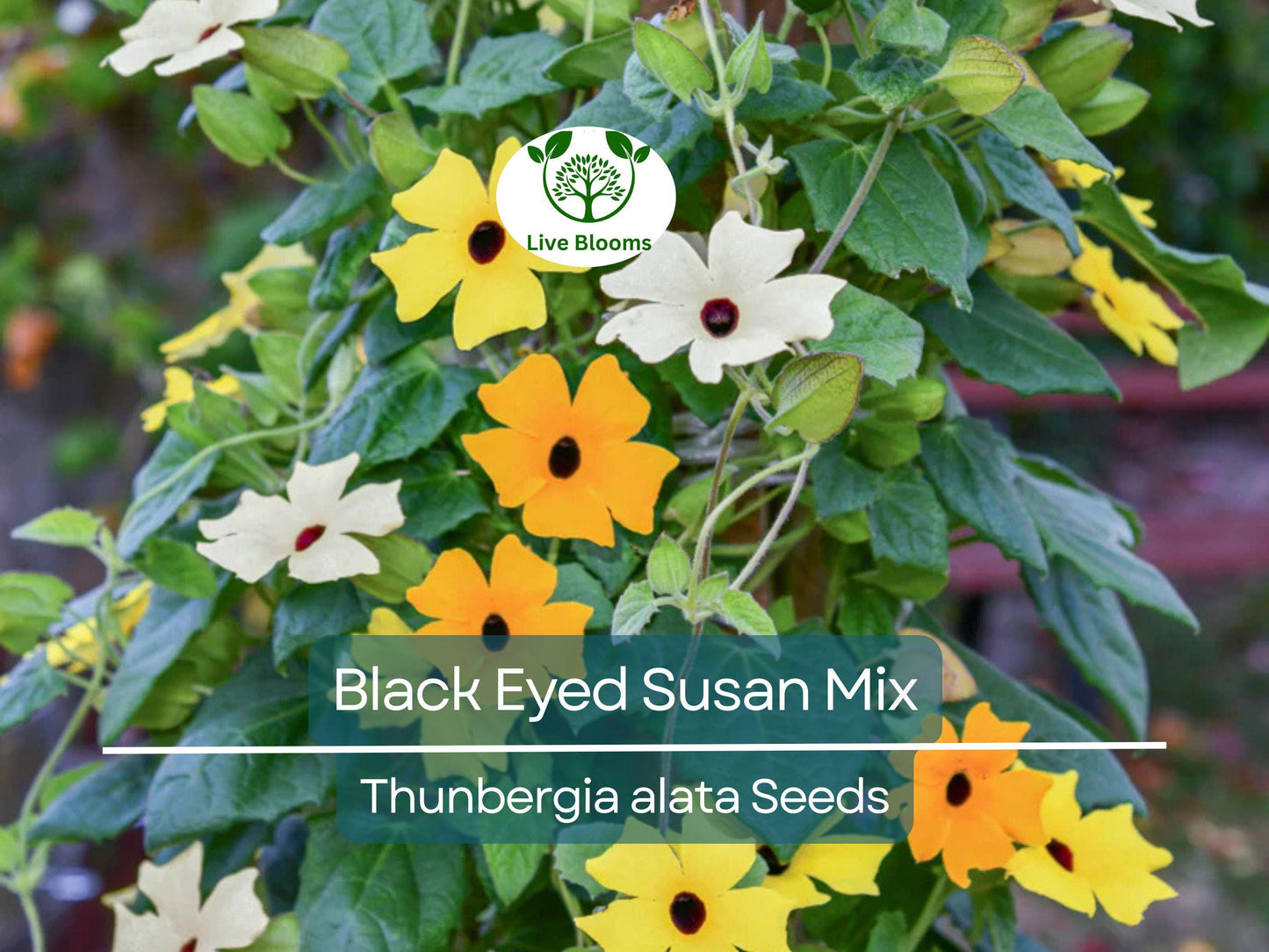 50 Seeds Black Eyed Susan Vine Mixed Colors – Non-GMO, Tender Perennial, Pollinator-Friendly Garden Flowers