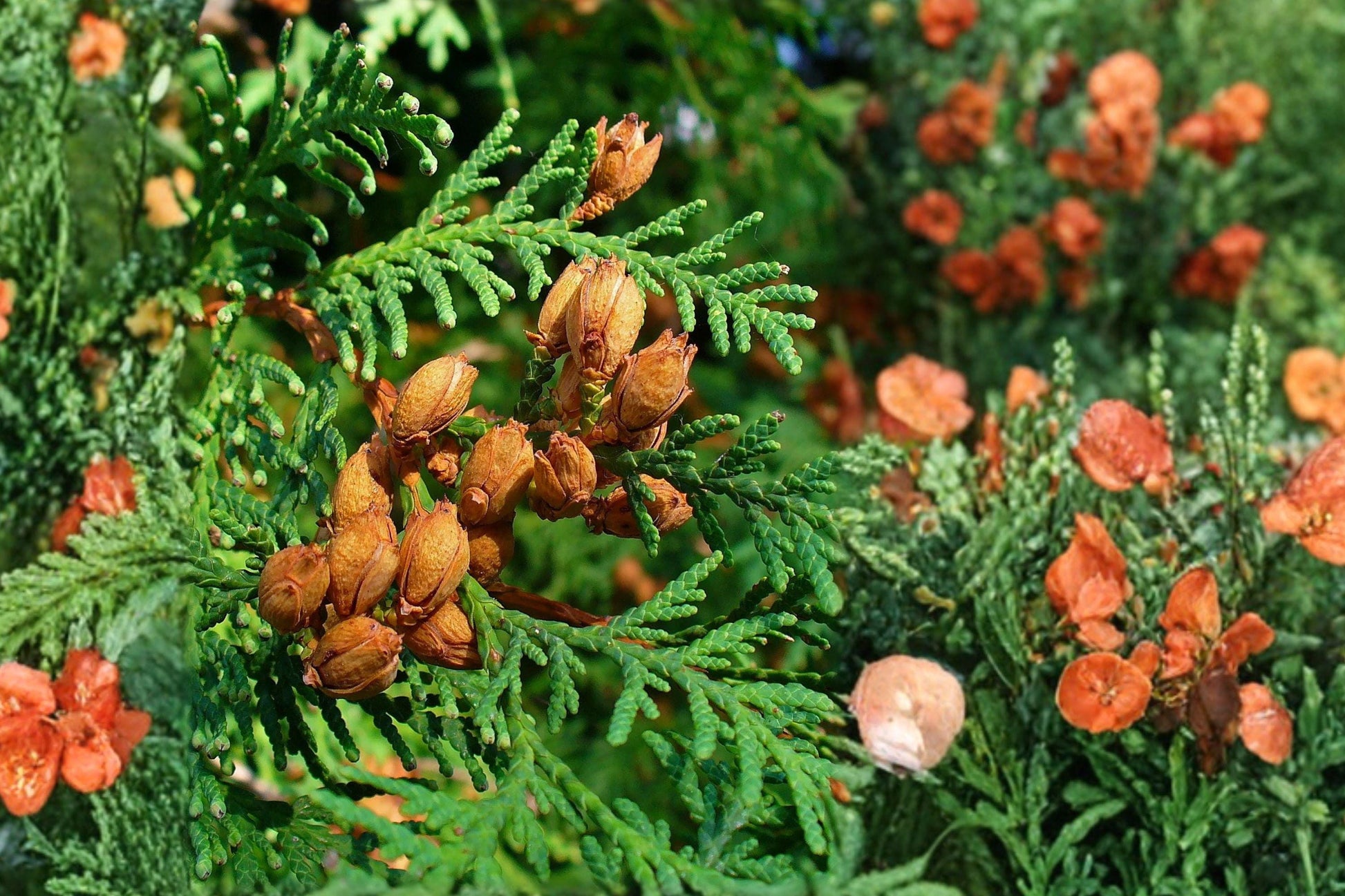 Eastern Arborvitae Seeds, Thuja occidentalis, Evergreen Tree, Native White Cedar, Conifer Seeds for Privacy Hedges & Landscaping