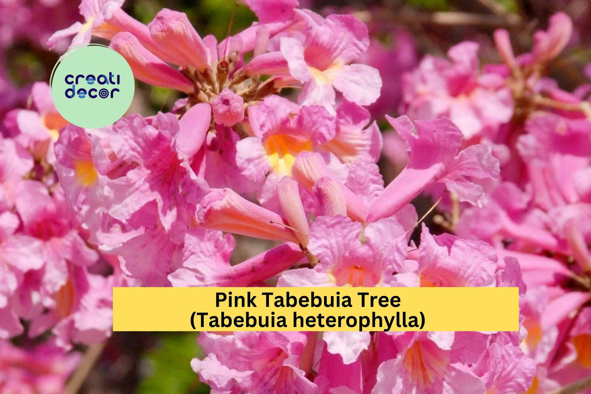 Pink Tabebuia Trumpet Tree 12-18 Inch Rooted Starter Plant | Tabebuia heterophylla Ornamental Flowering Tree