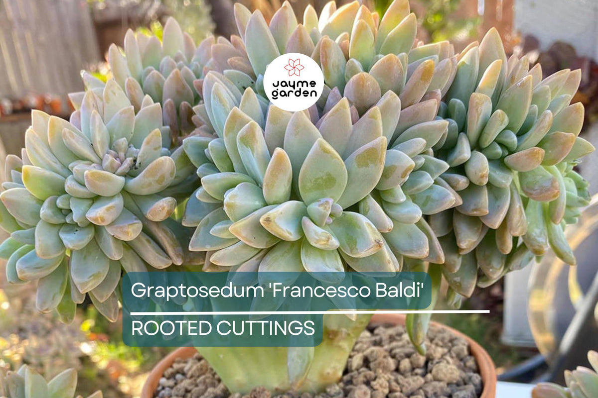 Live Succulent Graptosedum 'Francesco Baldi' in 2" Pot | Easy to Grow, Drought Tolerant, Greenish-Blue with Pink Tips