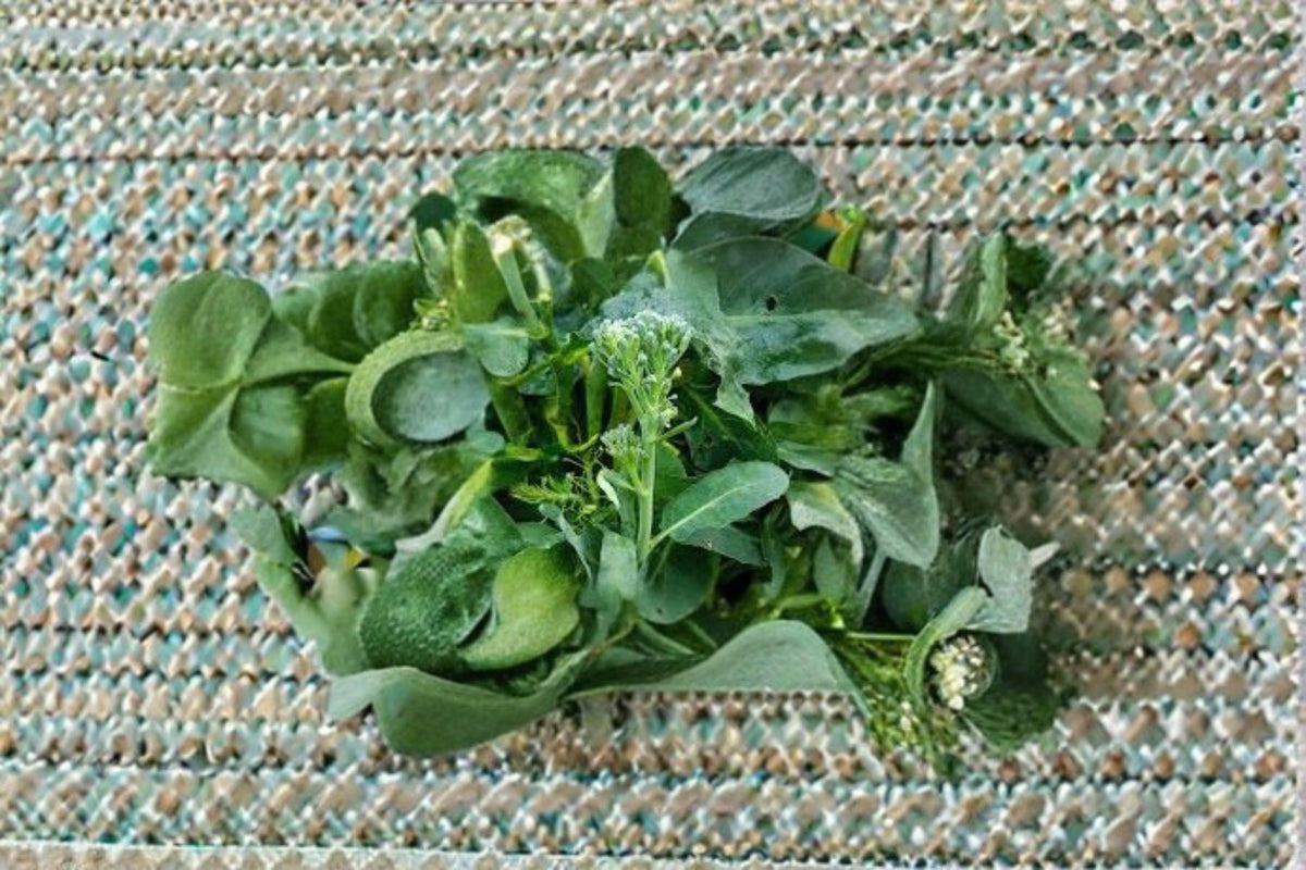 Broccoli Raab Seeds - 150 Italian Heirloom Rapini - Fast-Growing Greens for Gourmet Cooking - Brassica rapa