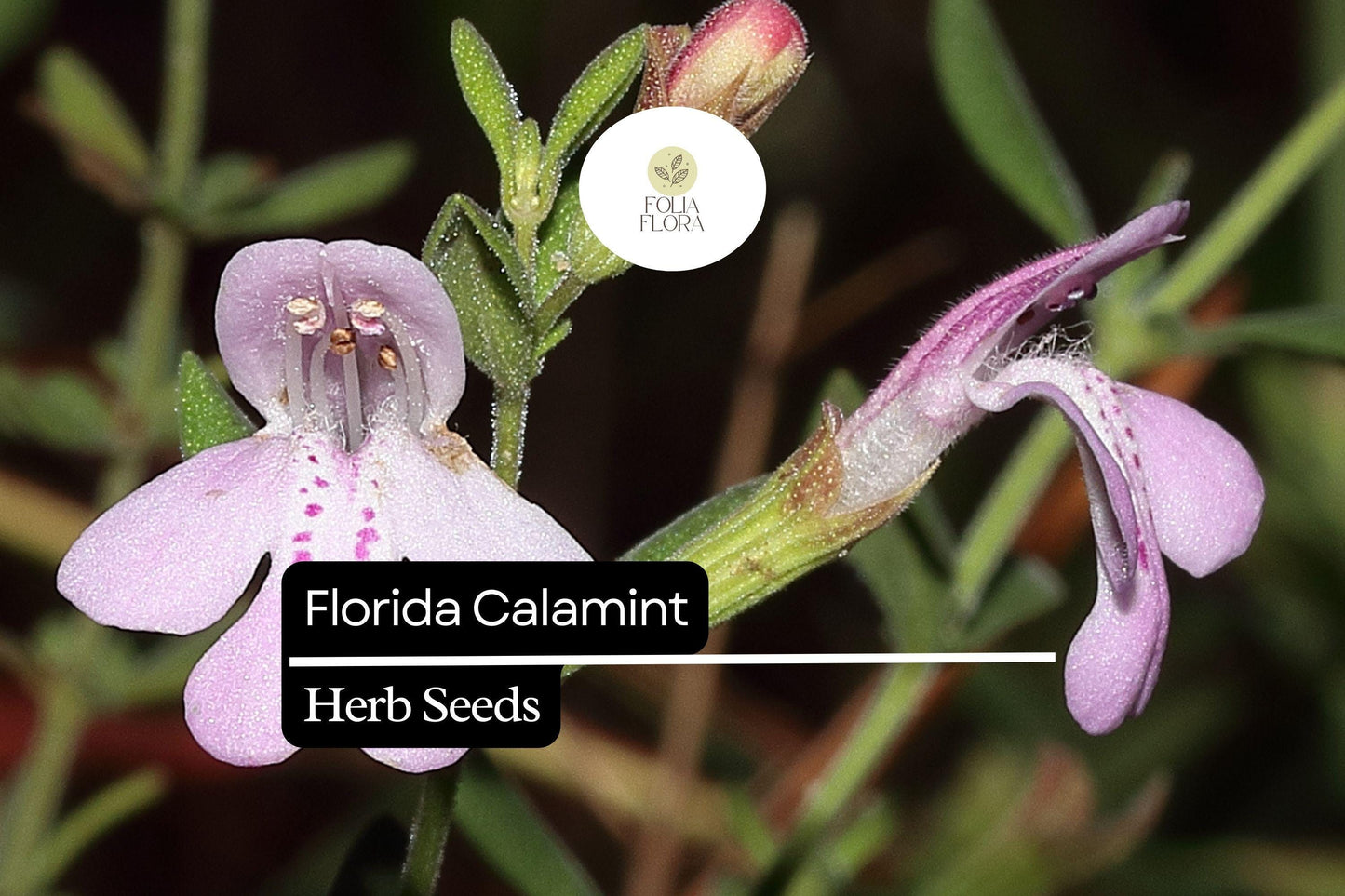 Florida Calamint Seeds (Clinopodium dentatum) | 25 Seeds | Fragrant Perennial Herb for Pollinators & Drought-Tolerant Gardens