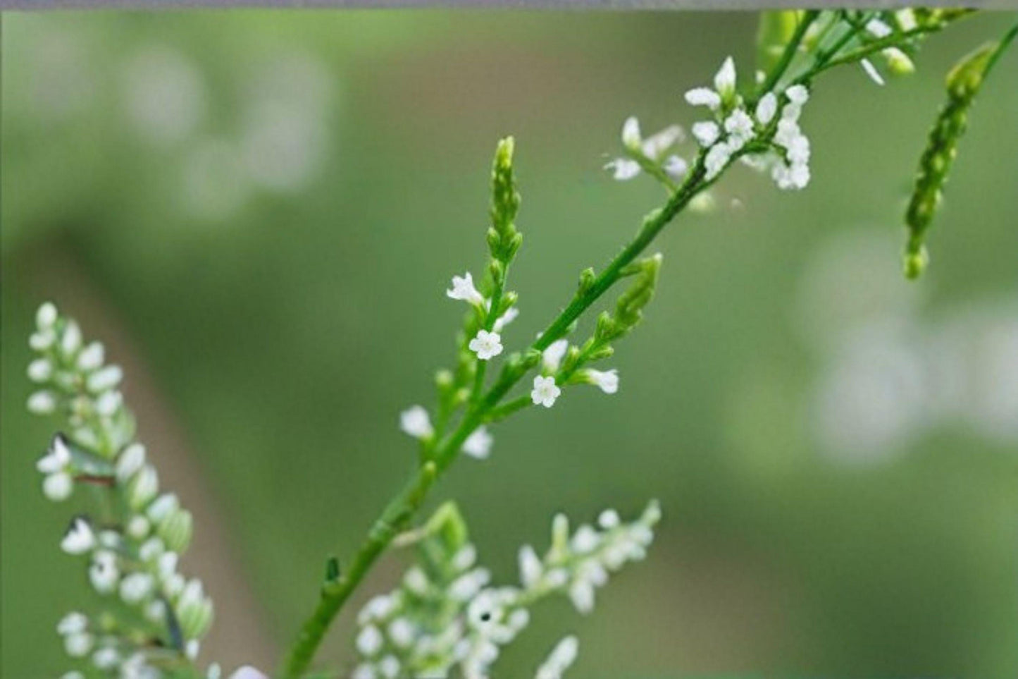 White Vervain Seeds – Native Woodland Wildflower – Pollinator Plant – Verbena urticifolia, Perennial for Shade & Open Forests