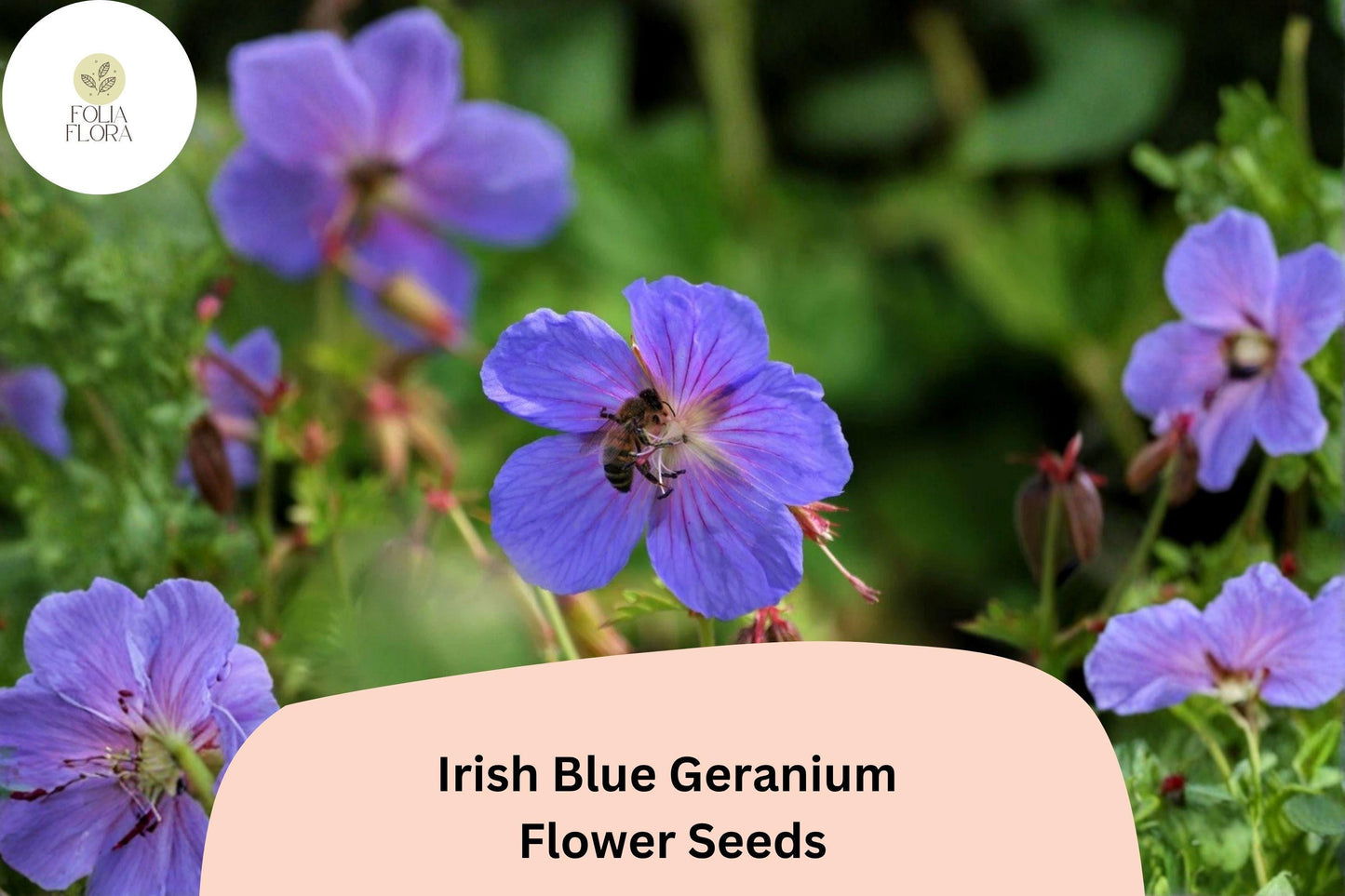 25+ Irish Blue Geranium Seeds – Hardy Perennial with Vibrant Blue Flowers, Easy to Grow