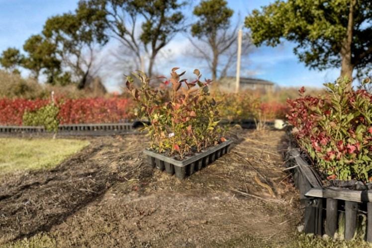 Blueberry Plants 5 Rooted Cuttings 6-12" Varieties Elliott, Blue Jay, Jersey, Draper Vaccinium corymbosum